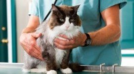 veterinarioveterinario felino