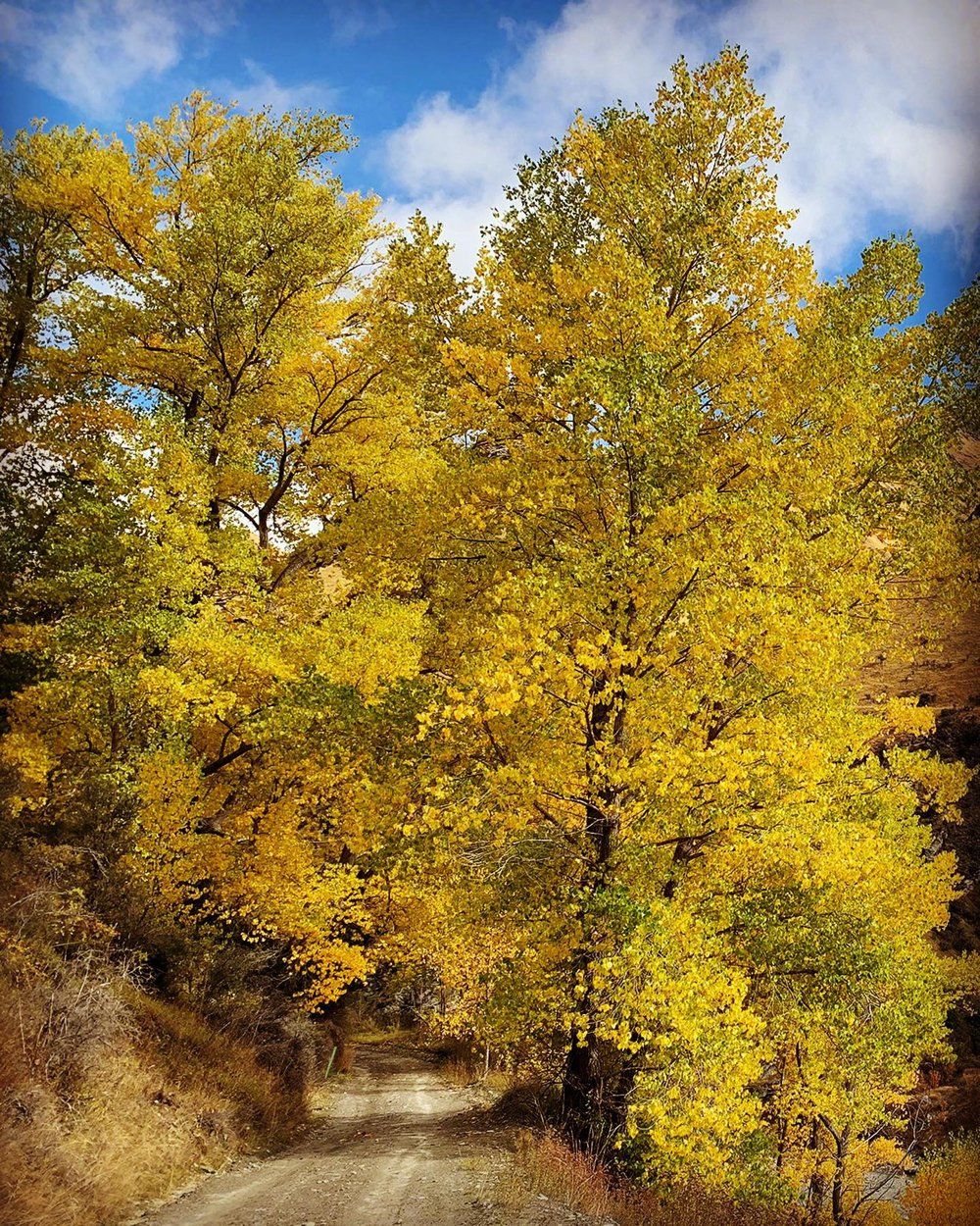 Skippers Canyon tours