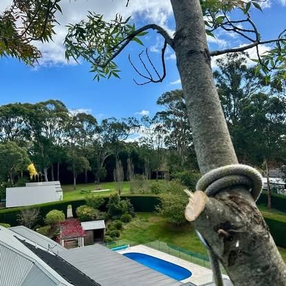 Tree being trimmed with rope, pool and houses visible on sunny day.