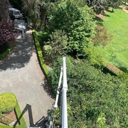 Aerial view of a driveway, lined with hedges, and a lift arm reaching into dense green foliage.