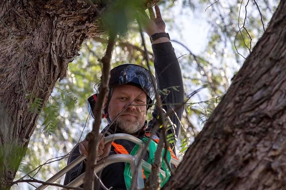 Arborist in a tree, wearing safety gear, reaching up with a focused expression.