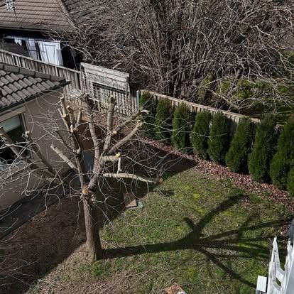 Overhead view of a backyard with a pruned tree casting a shadow on the grass, next to a house and a hedge.