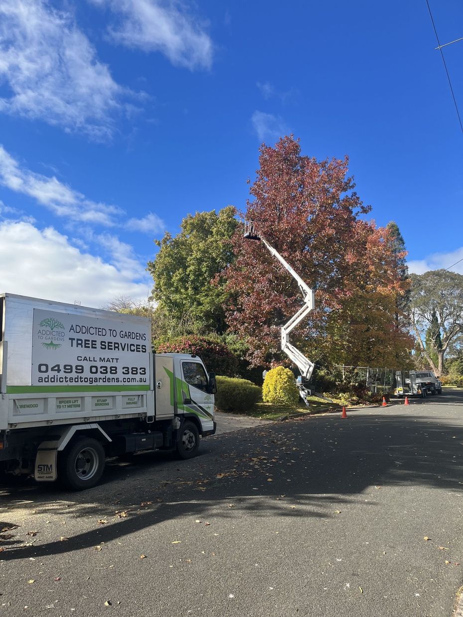 Arborist in tree, cutting branches, using ropes and tools; suburban street below.