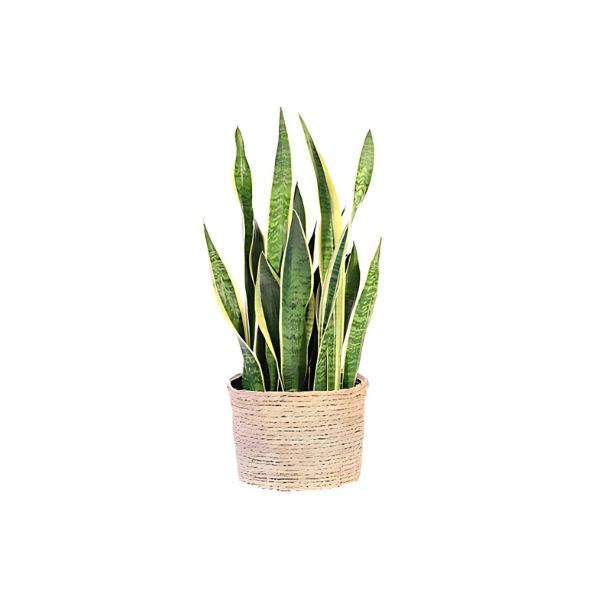 A snake plant in a basket on a white background.