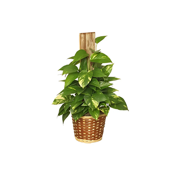 A potted plant in a wicker basket on a white background.