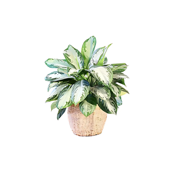 A potted plant with green and white leaves on a white background.
