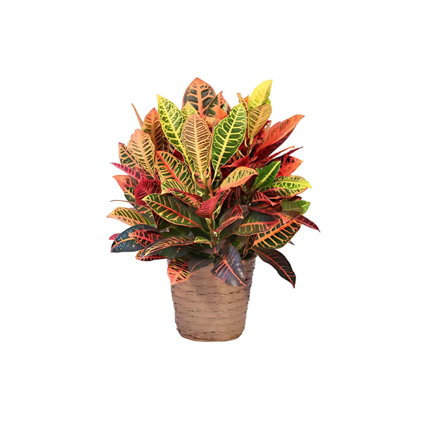 A potted plant with colorful leaves on a white background.