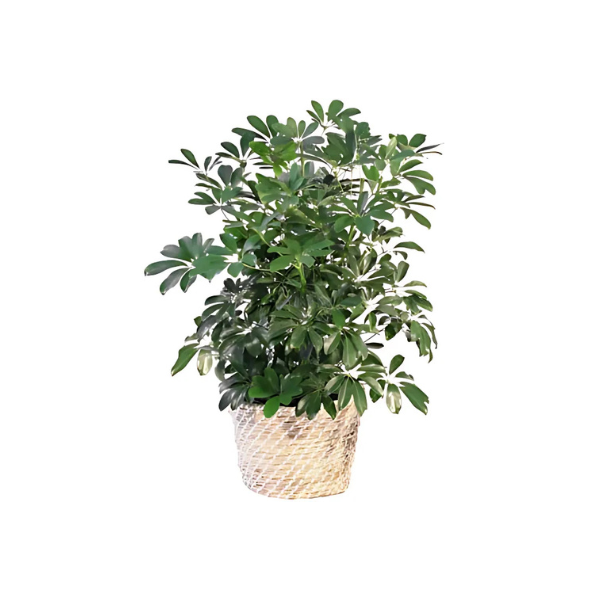 A potted plant with lots of green leaves on a white background