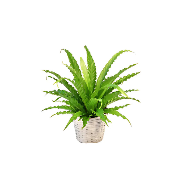 A fern in a basket on a white background