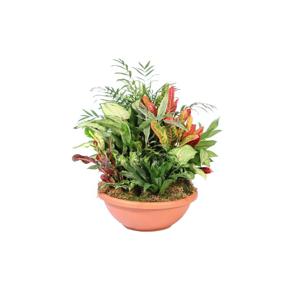A bowl filled with a variety of plants on a white background.