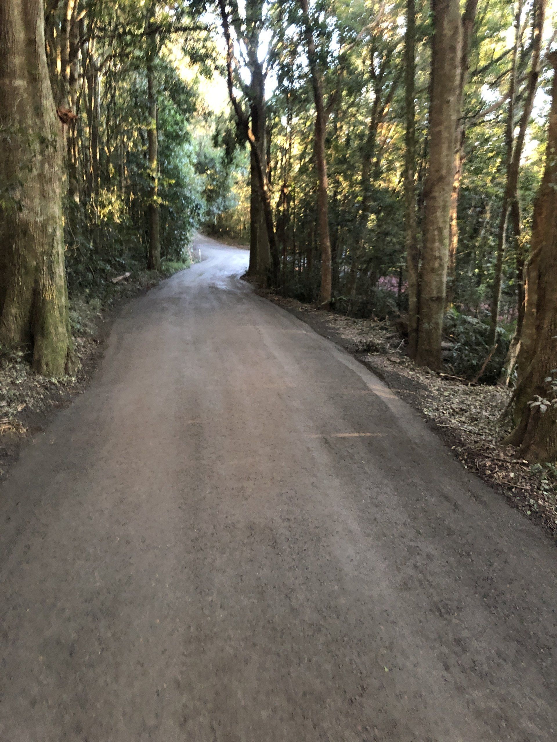 A dirt road going through a forest with trees on both sides.