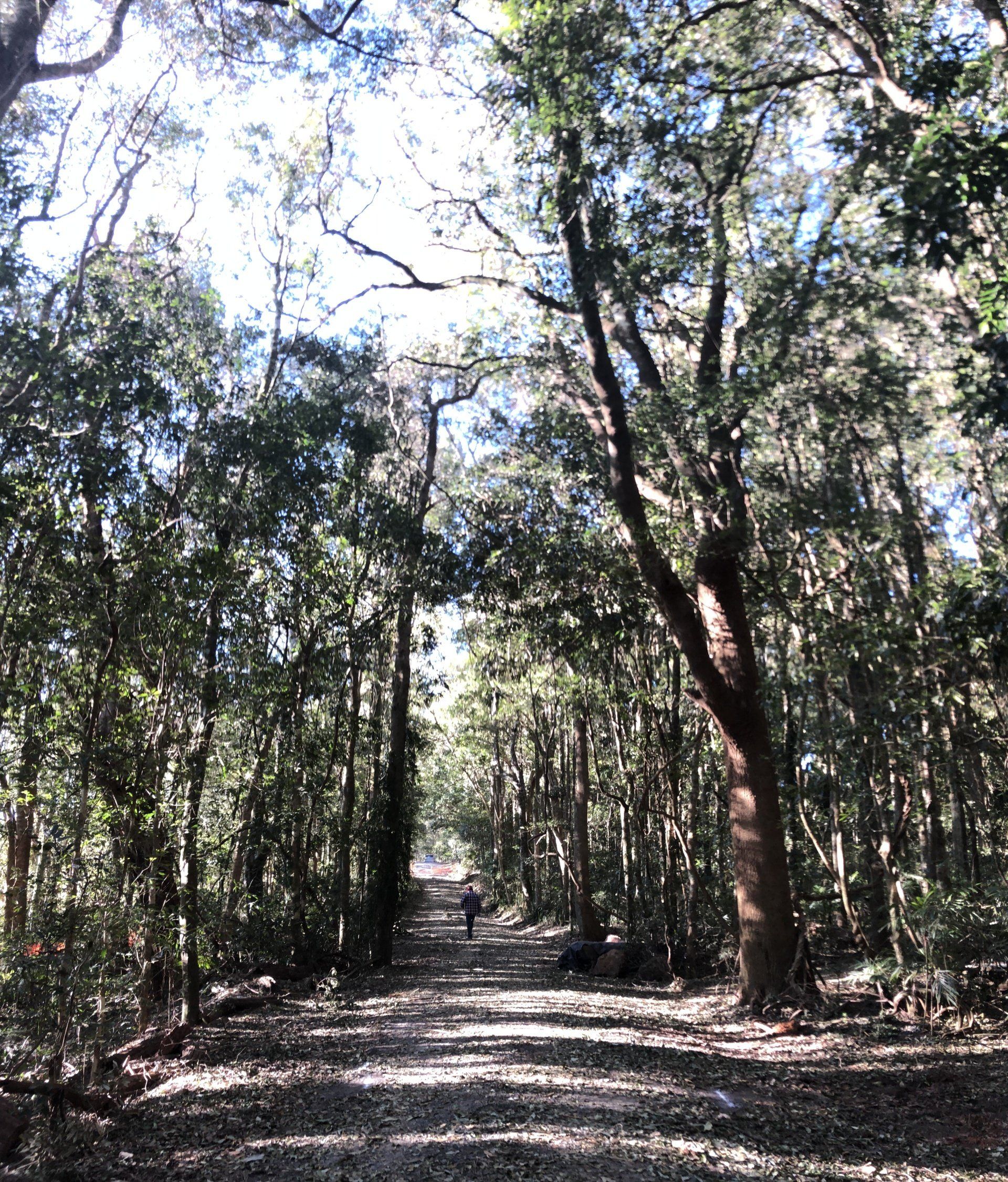 Gravel clearing through trees