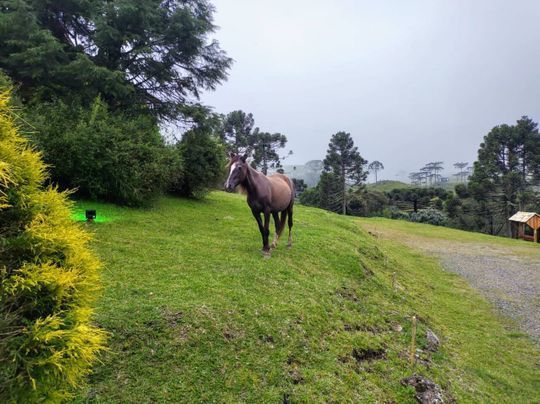 Um cavalo está parado na grama em uma colina.