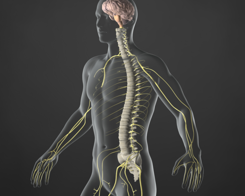 A 3d model of a man 's brain and spine