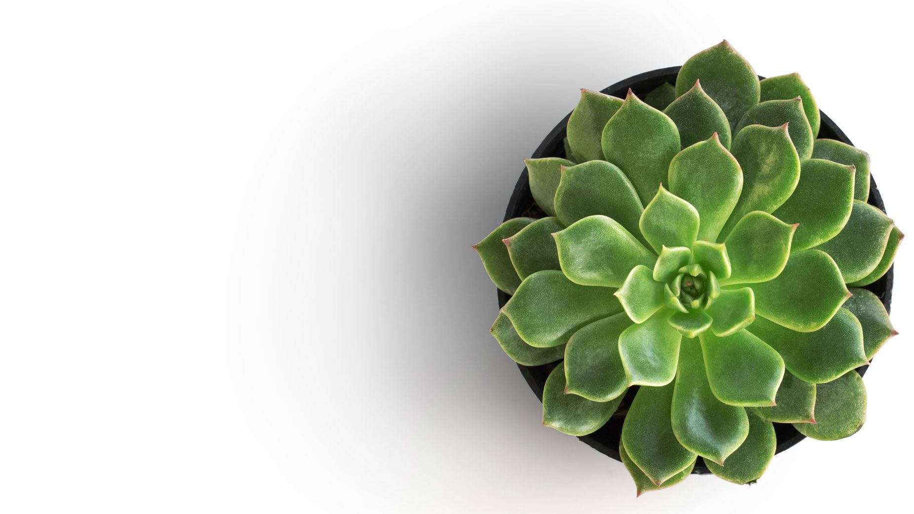 A green succulent plant in a black pot on a white background.