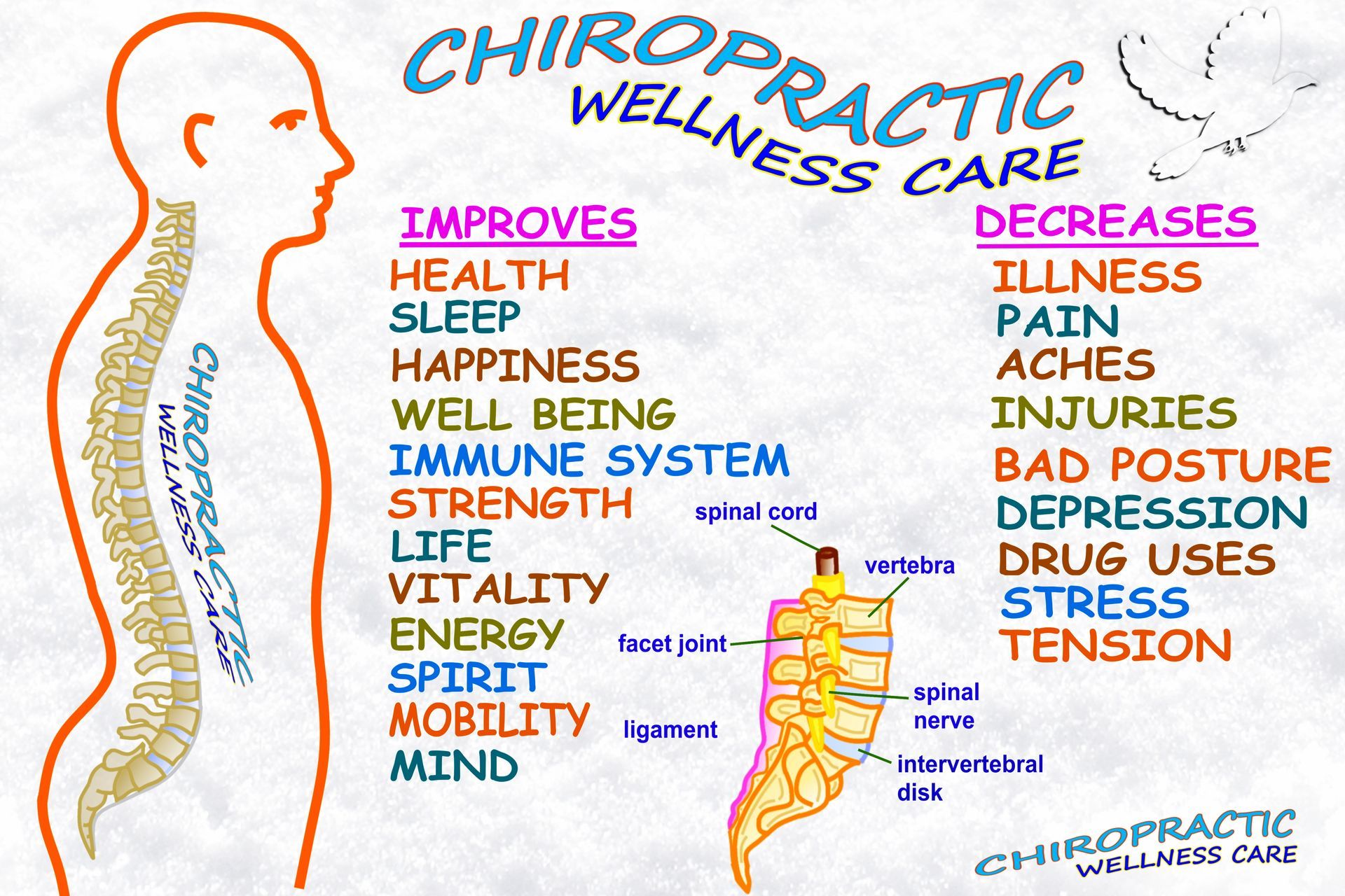 Infographic showing chiropractic care benefits and spine anatomy with health improvements and pain r