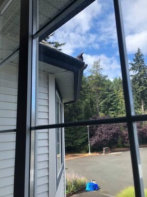 A photo of a window we cleaned from the inside of a customers house, view is looking great!