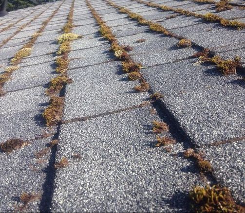 Close up view of moss on a roof
