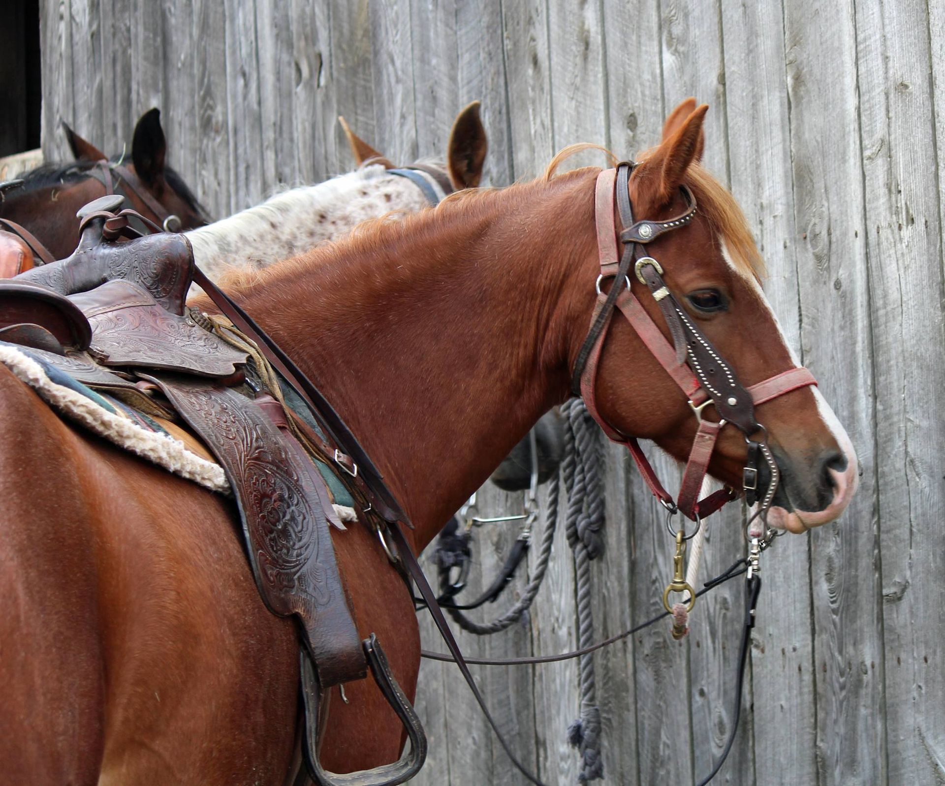 Two brown horses are standing next to each other in front of a wooden wall