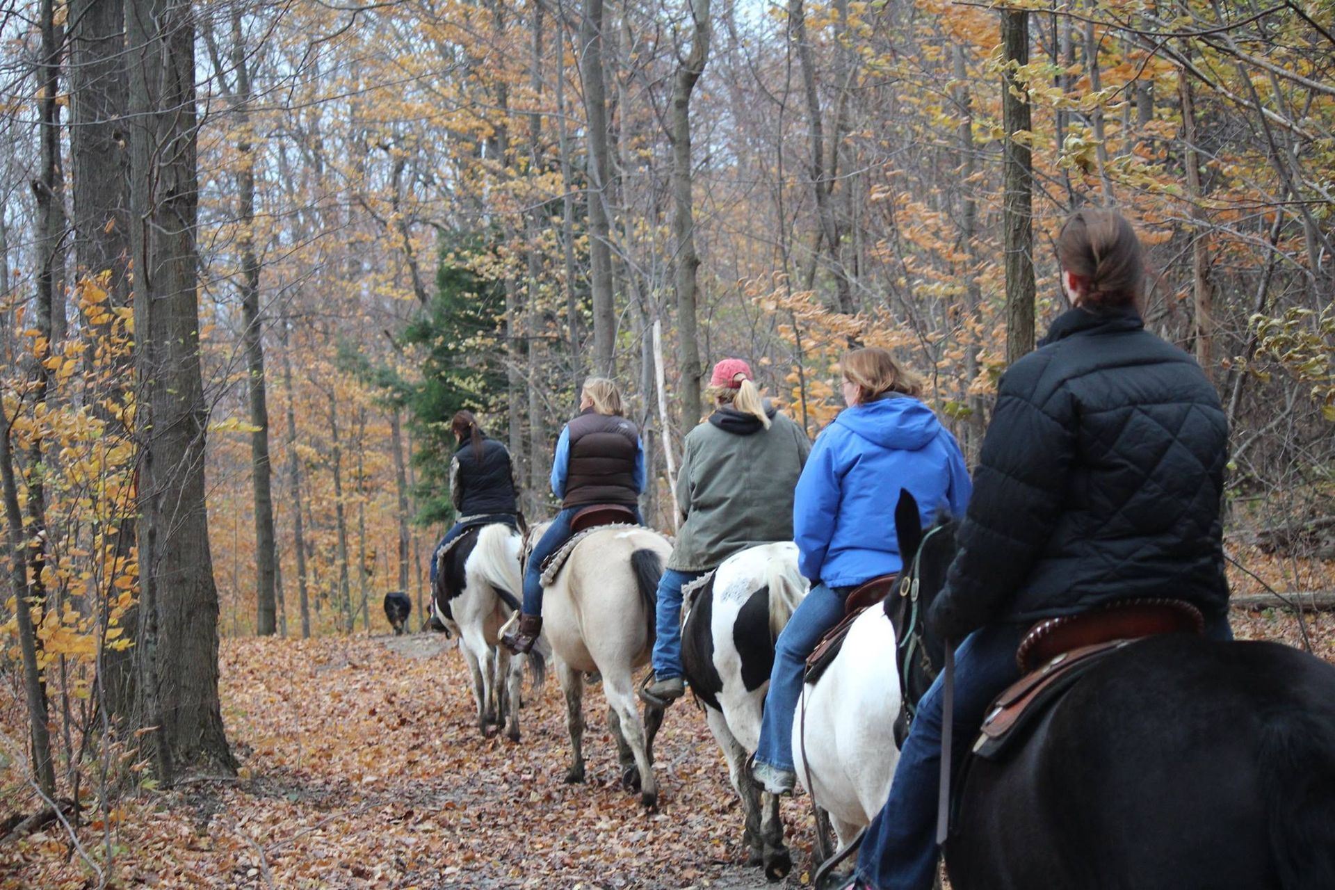A group of people are riding horses down a path in the woods.