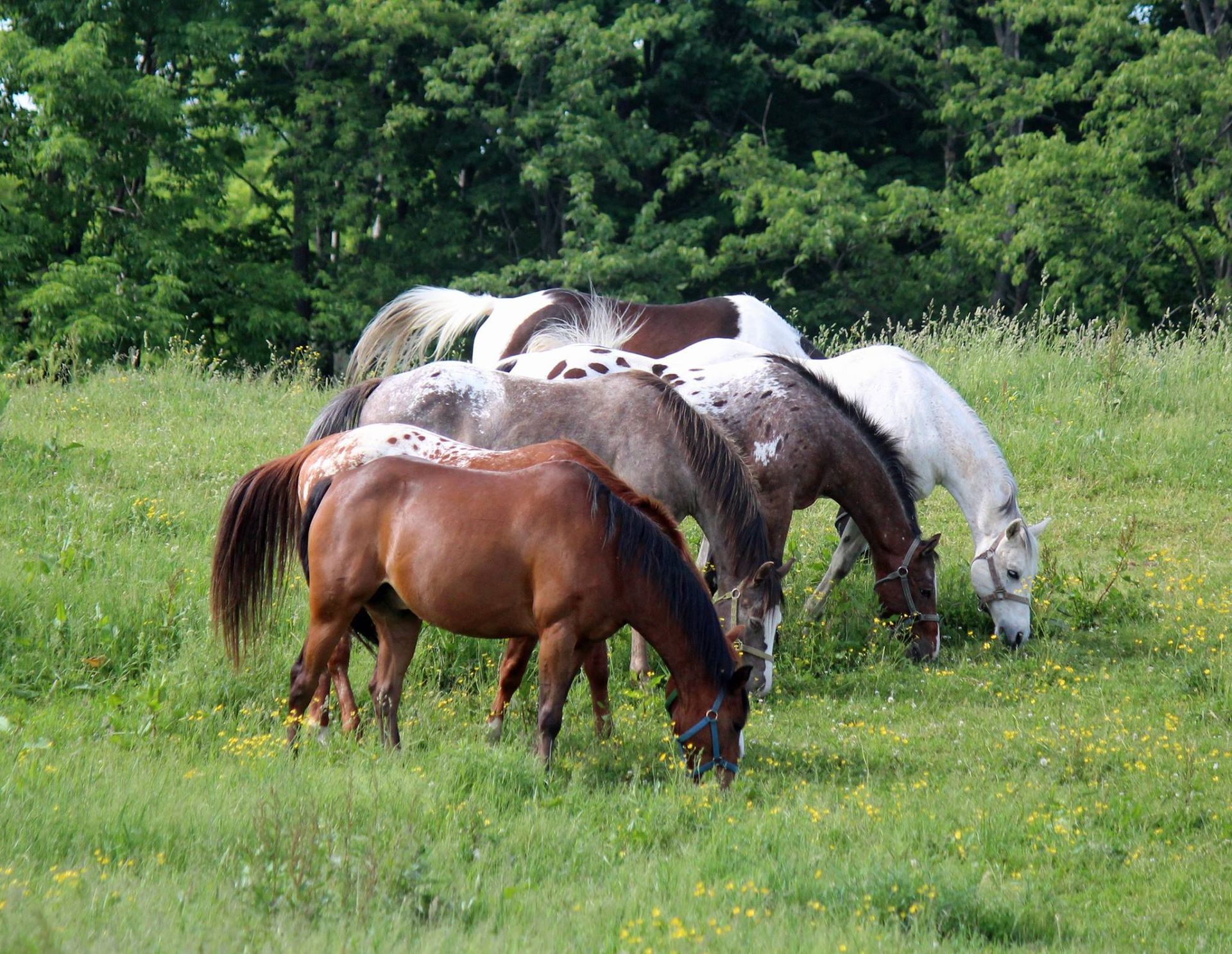 A herd of horses grazing in a grassy field