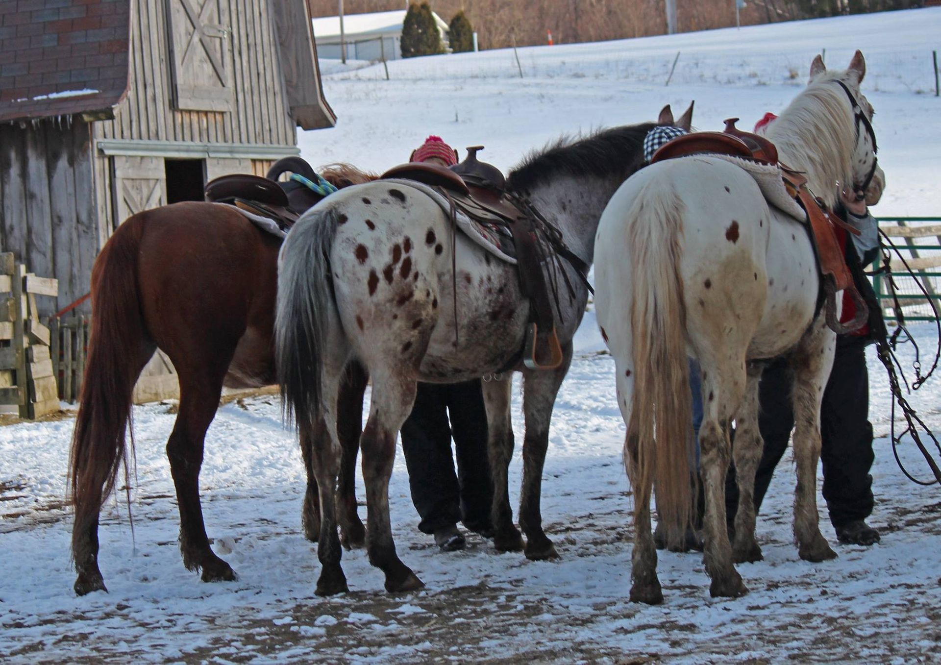 A group of horses are standing in the snow in front of a barn