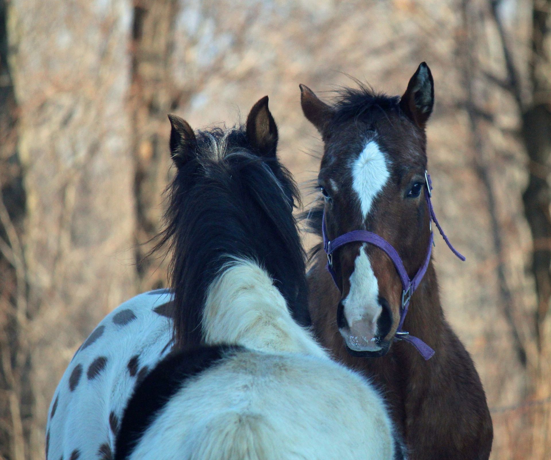 Two horses are standing next to each other and looking at the camera