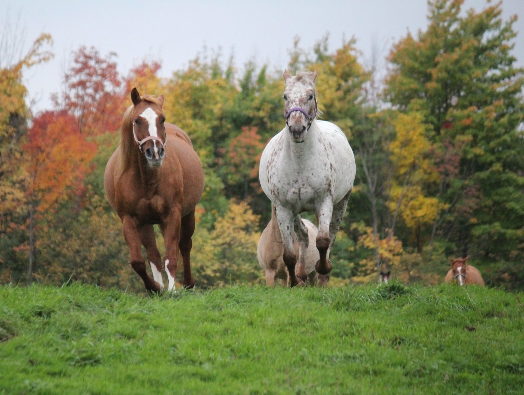 Two horses are running in a field with trees in the background.