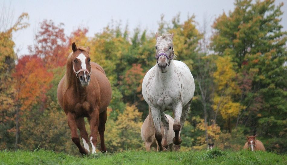 Two horses are running in a field with trees in the background.