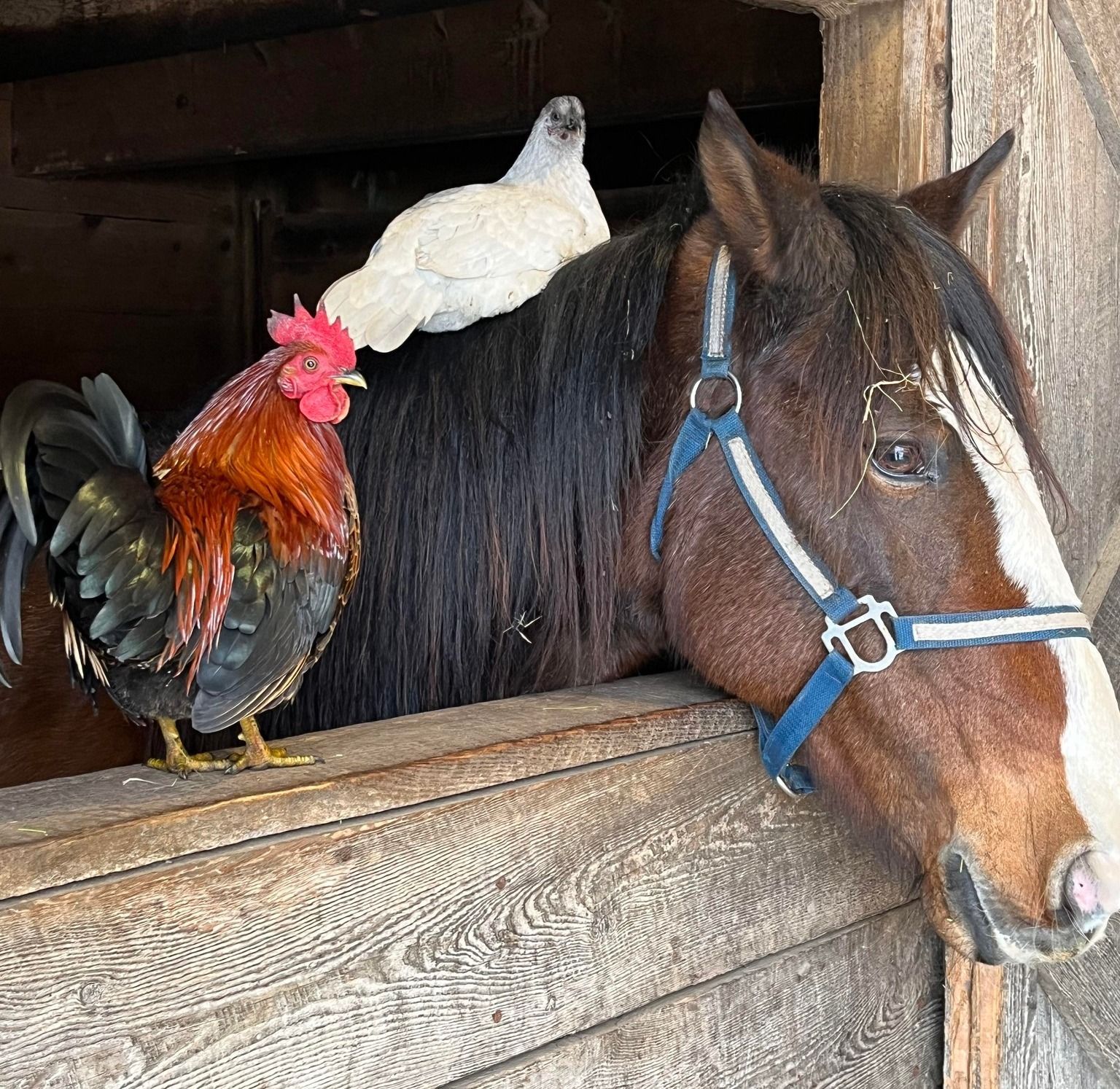 A rooster sitting on top of a horse 's head