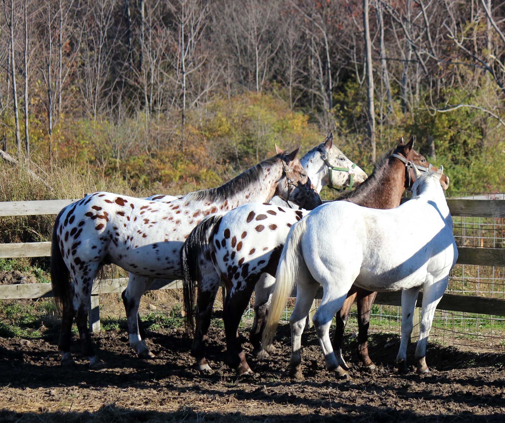 A group of horses standing next to each other in a field