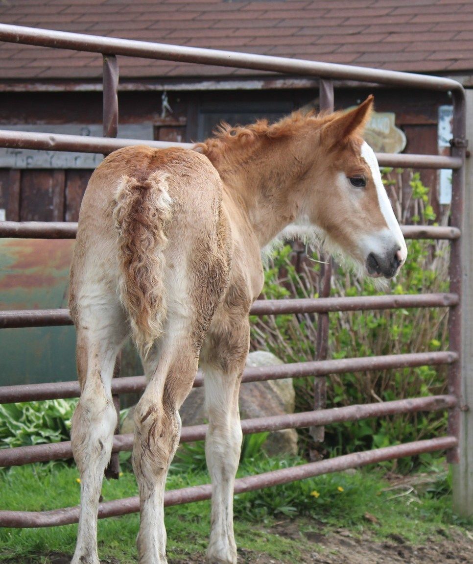 A brown and white horse standing in front of a fence