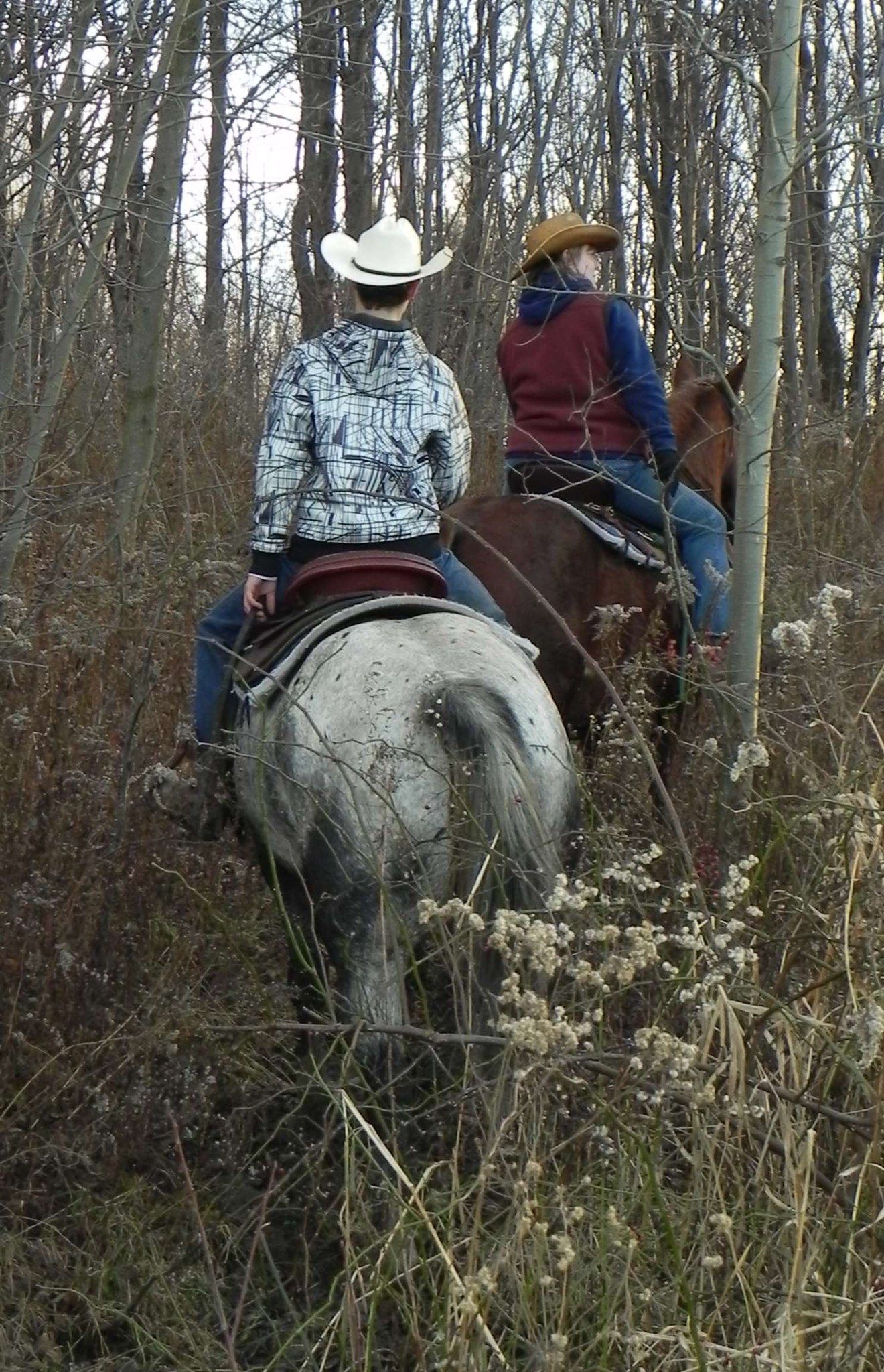 Two people are riding horses through the woods.
