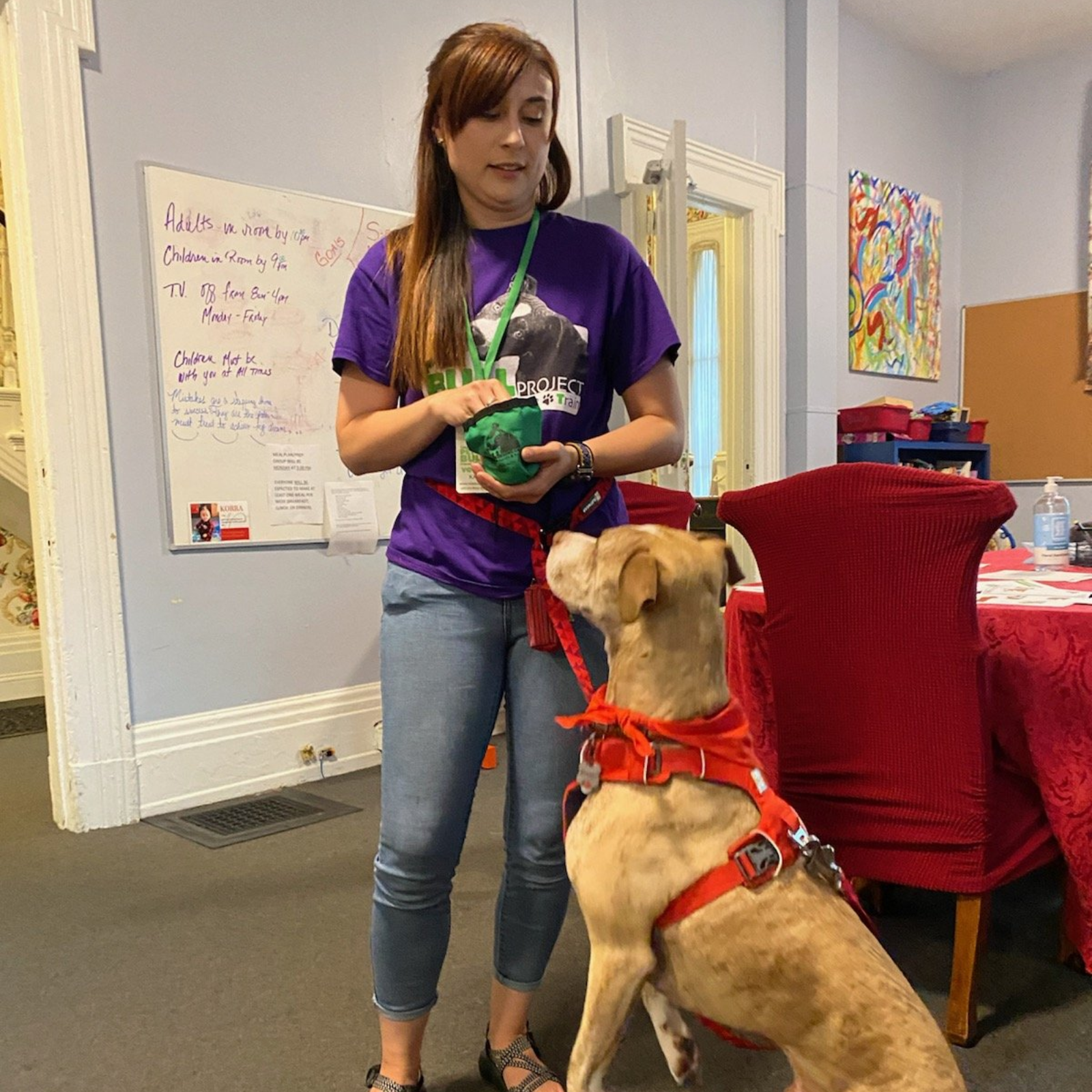 Woman in purple shirt holding treat, training dog. Dog stands up, wearing red harness. Indoors.