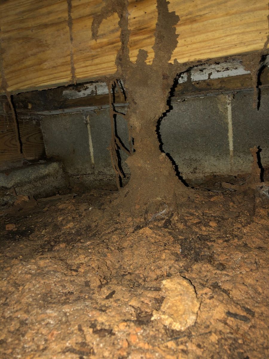 Exterminating Texarkana, TX Pillow Termite & Pest Control