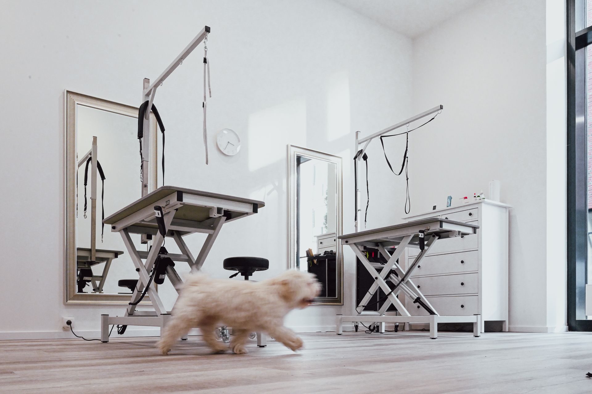 Ein flauschiger weißer Hund läuft in einem Hundesalon mit Pflegetischen, Spiegeln und weißen Wänden. Kirstin Hammerstein, hammerstein-pictures