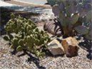 Landscaping rocks around cactus - Rock Material Sales in Tucson, AZ
