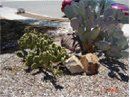 Rocks placed under cacti - rock products in Tucson, AZ