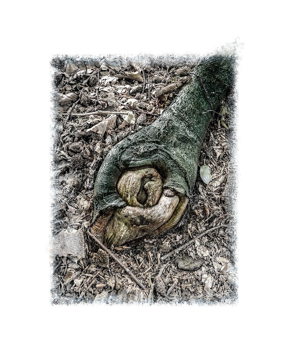 Foto van een boomwortel uit de serie Trampled van Françoise Vaal