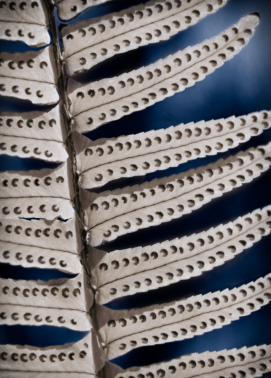 Macro fine art botanical photography of the spores of a fern plant, made by Françoise Vaal