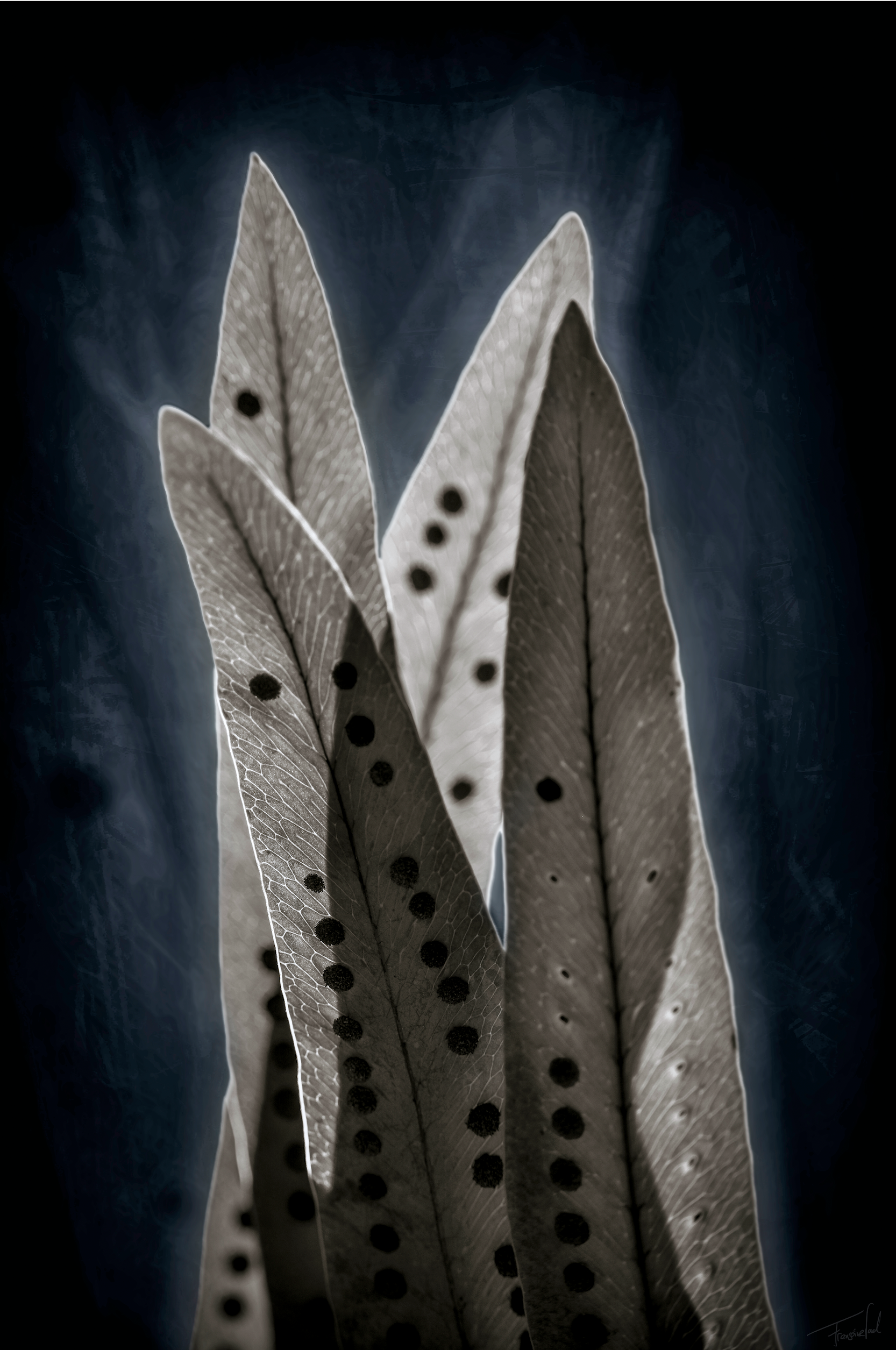 Macro fine art botanical photography of the spores on the leaf of a fern plant, made by Françoise Vaal