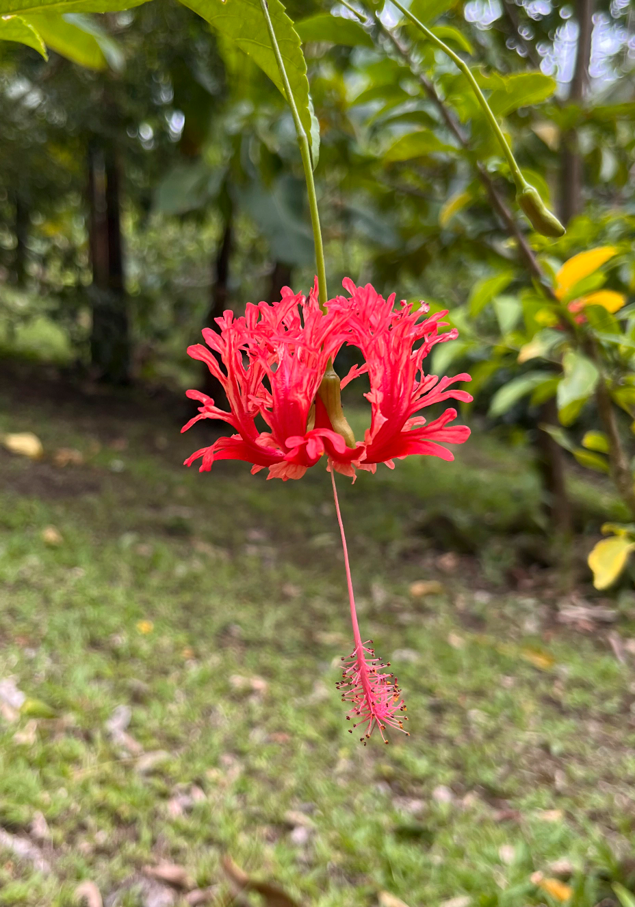 Red tropical flower on Martinique, photo made by Françoise Vaal