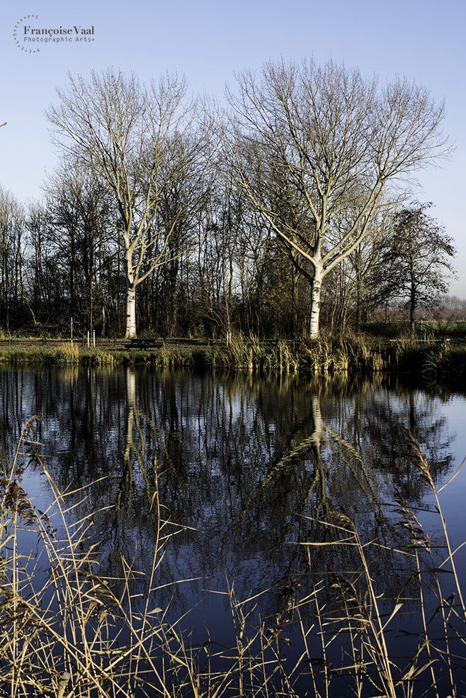 Foto weerspiegeling bomen in water bij Bosdijk door Françoise Vaal