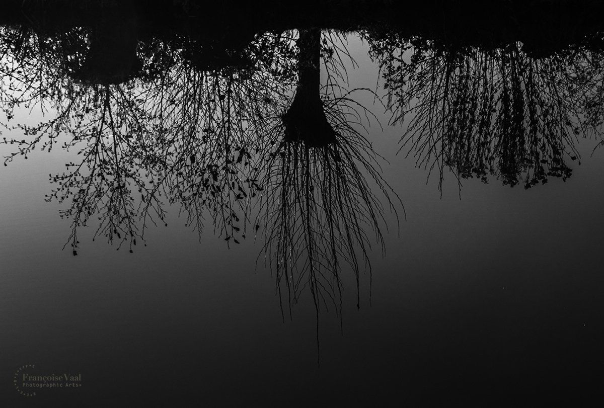 Zwart wit foto weerspiegeling bomen in water bij Bosdijk door Françoise Vaal