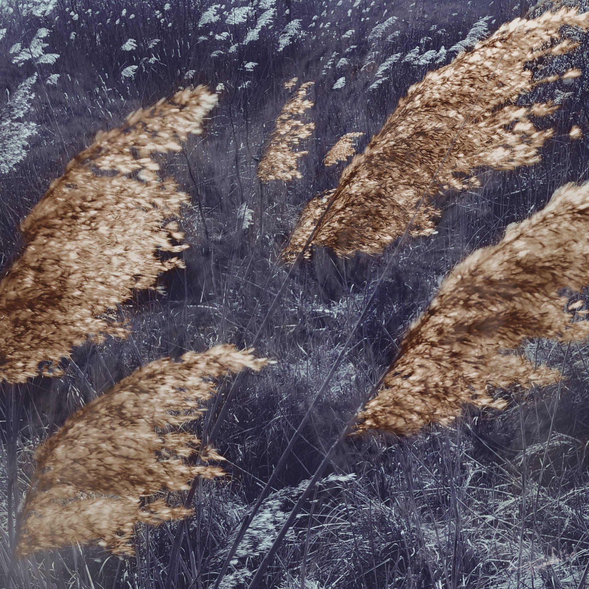 Fine art botanical photography of dancing reed plants in the wind, made by Françoise Vaal