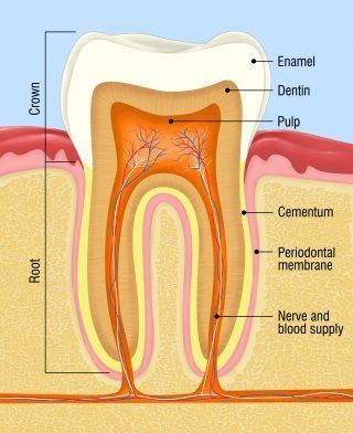 Tooth diagram — Colorado Springs, Co — West One Family Dental