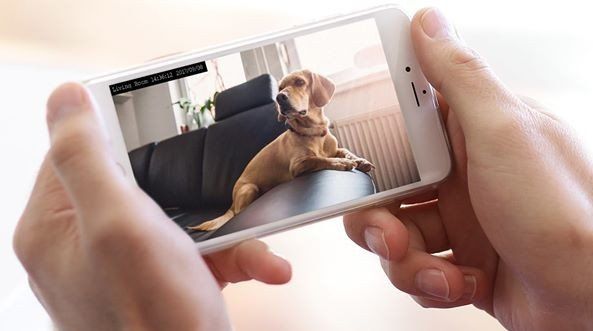 Pet Security Camera Installation in VT