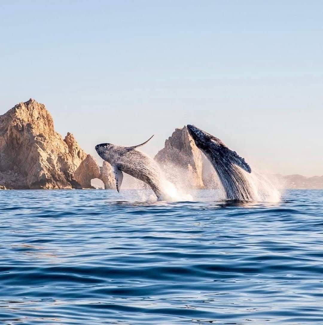 Two humpback whales are jumping out of the water.