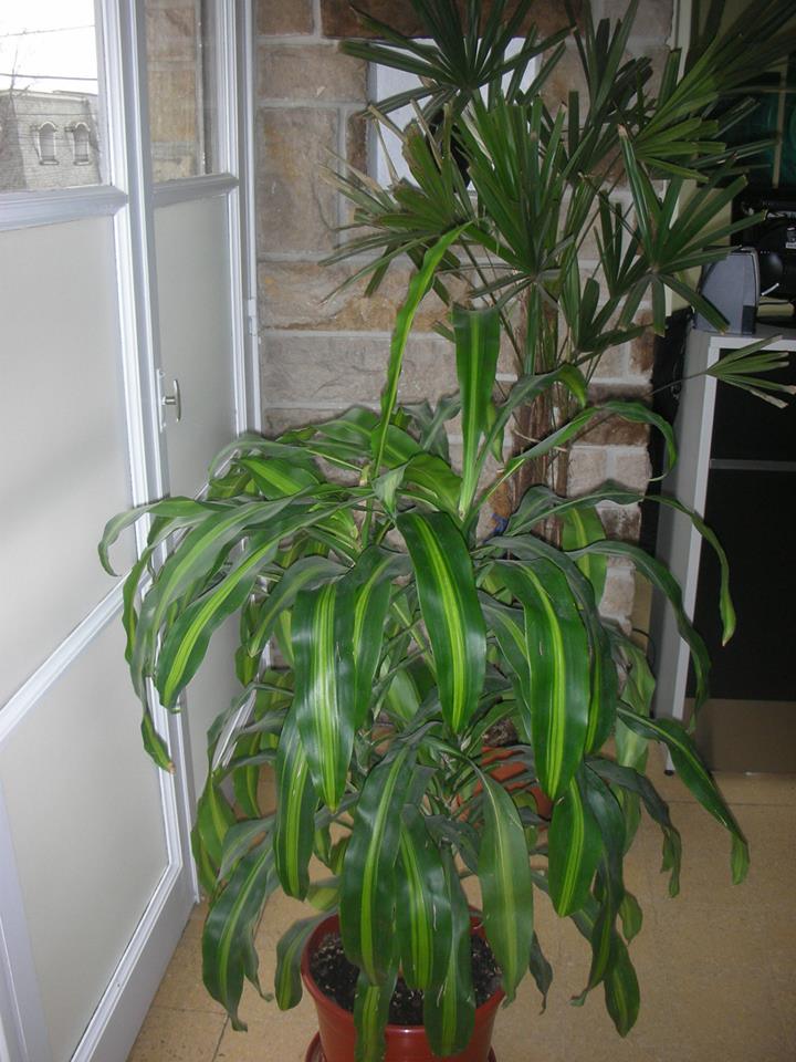 Consultorios de Ecografía, consultoio.