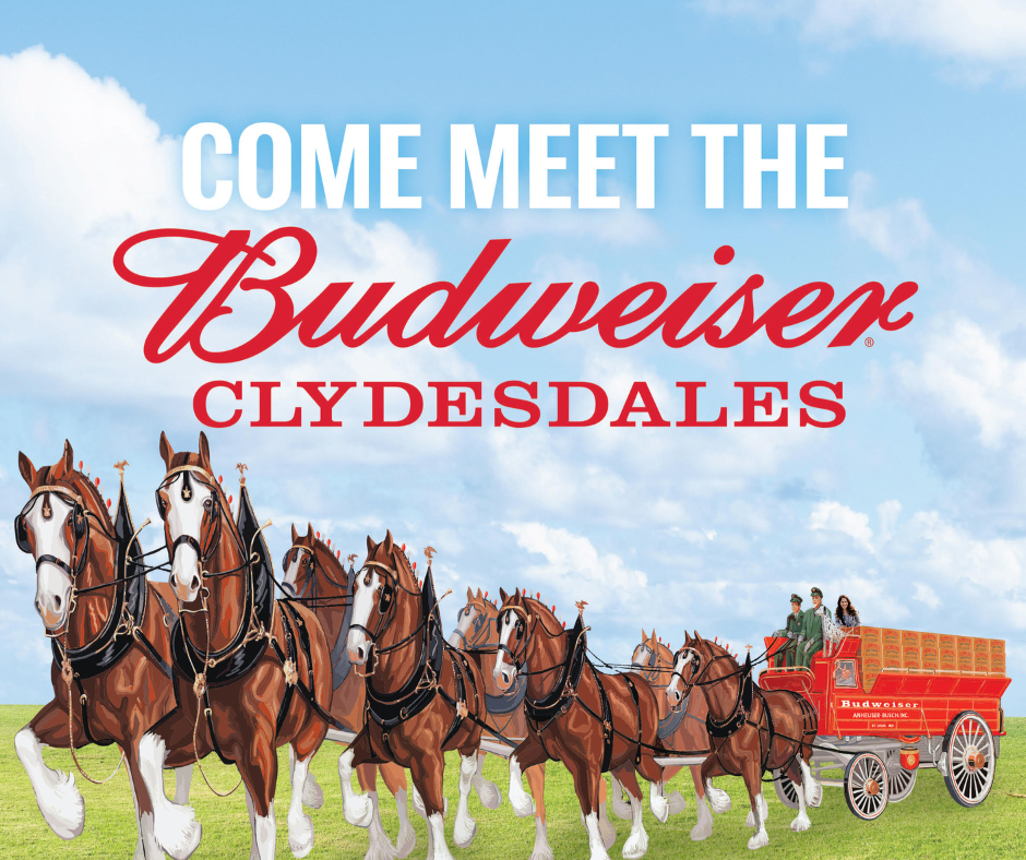 Budweiser Clydesdales at Live Oak International